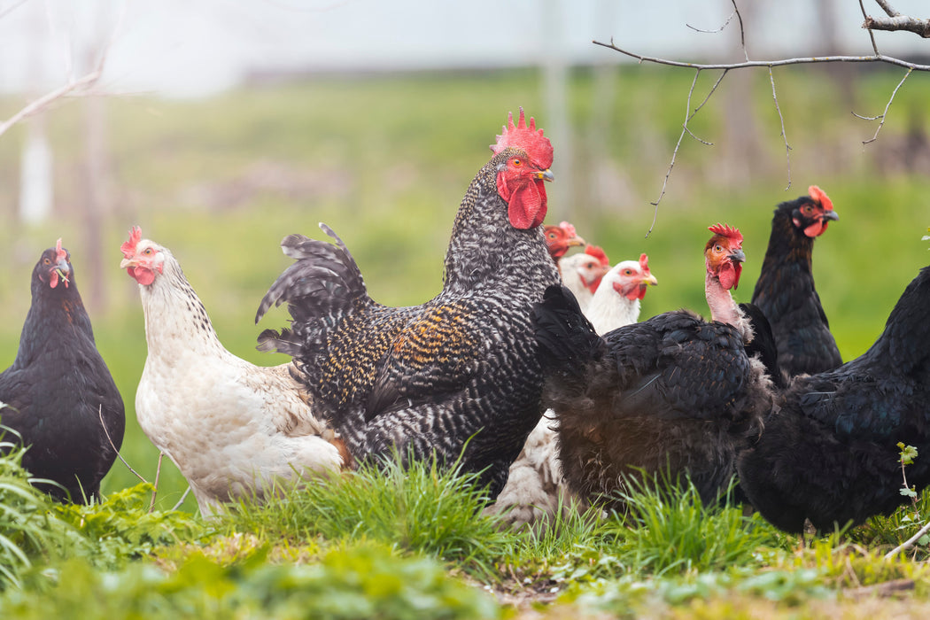 J&H Free Range Eggs